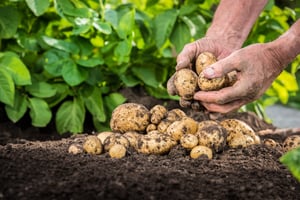 growng-potatos-crop-imagery-